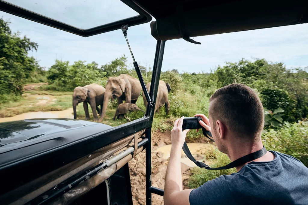 A Sri Lankan elephant crossing the dirt road on a safari in Yala National Park.