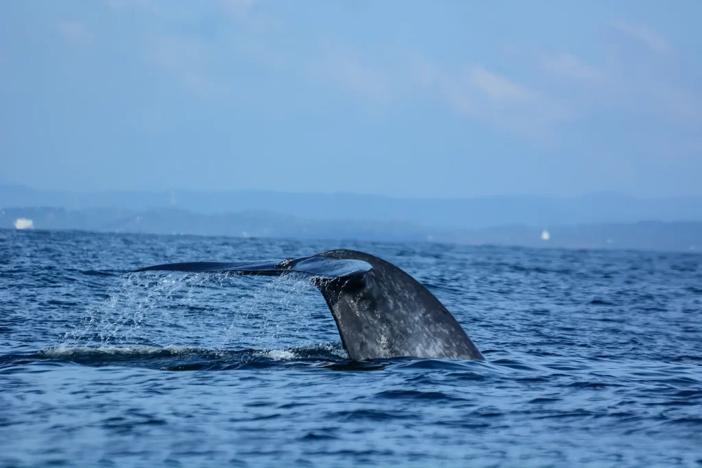 blue whale tail fluke mirissa sri lanka