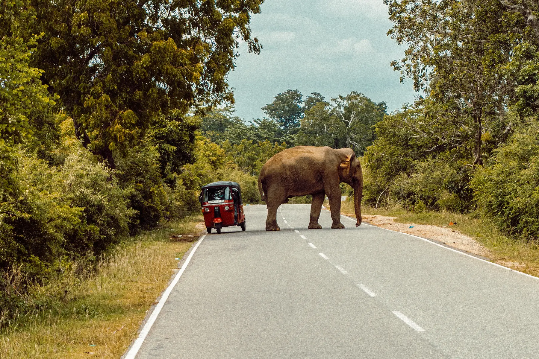 elephant crossing road with tuk tuk sri lanka