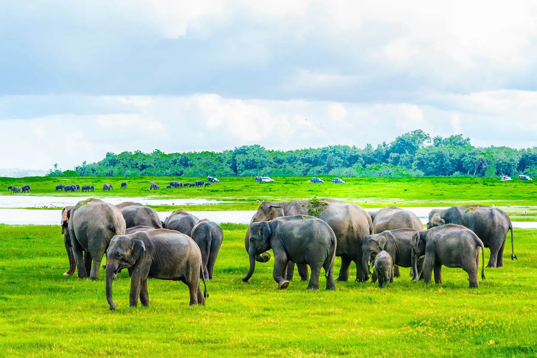 elephant gathering minneriya national park sri lanka