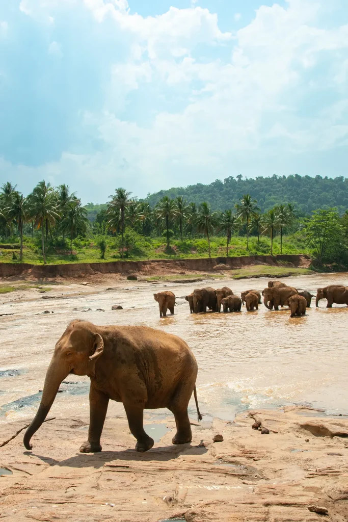 elephants bathing in river pinnawala sri lanka