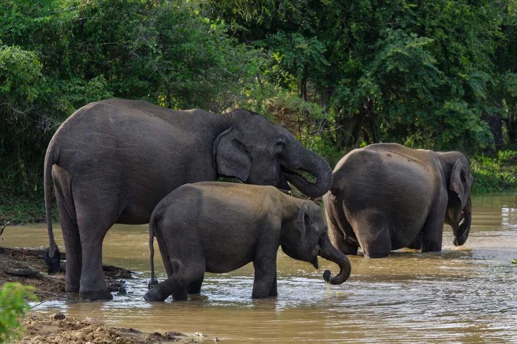 elephants bathing in river udawalawe national park sri lanka