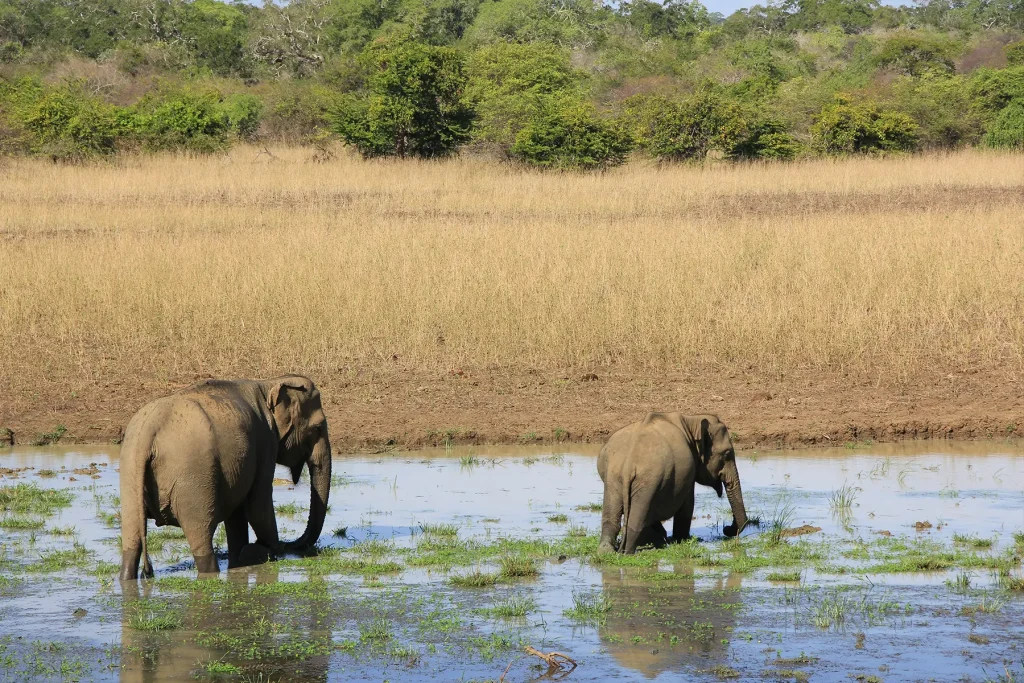 elephants in waterhole yala national park safari