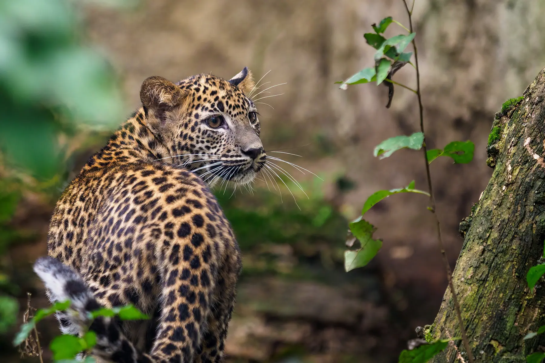 leopard sighting in yala national park sri lanka