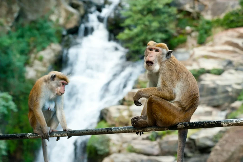 monkeys sitting near ravana falls ella sri lanka