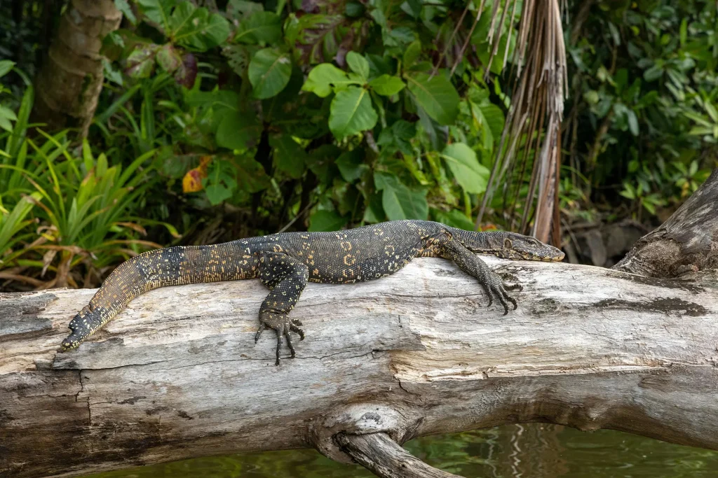 bentota madu river safari sri lanka