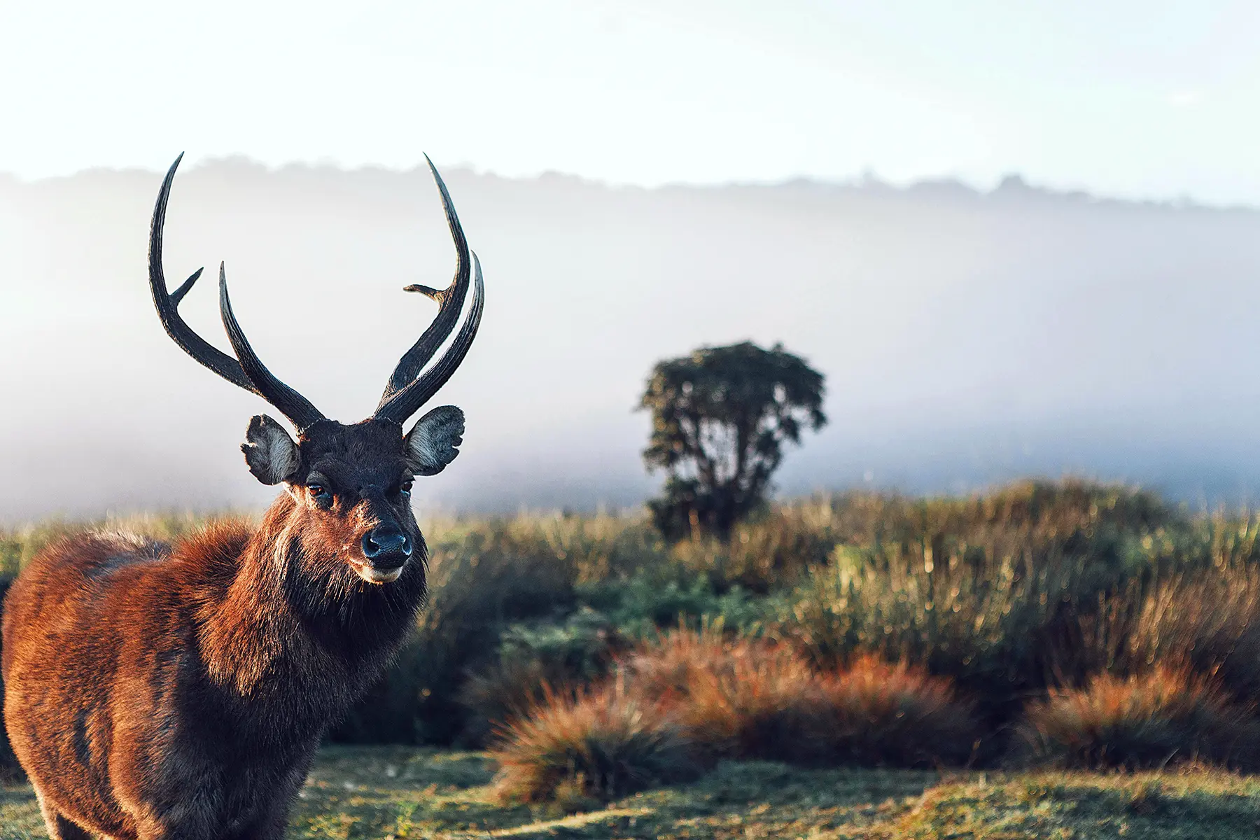 horton plains sambar deer stag sri lanka