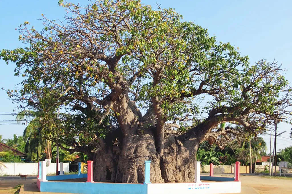 mannar baobab tree sri lanka