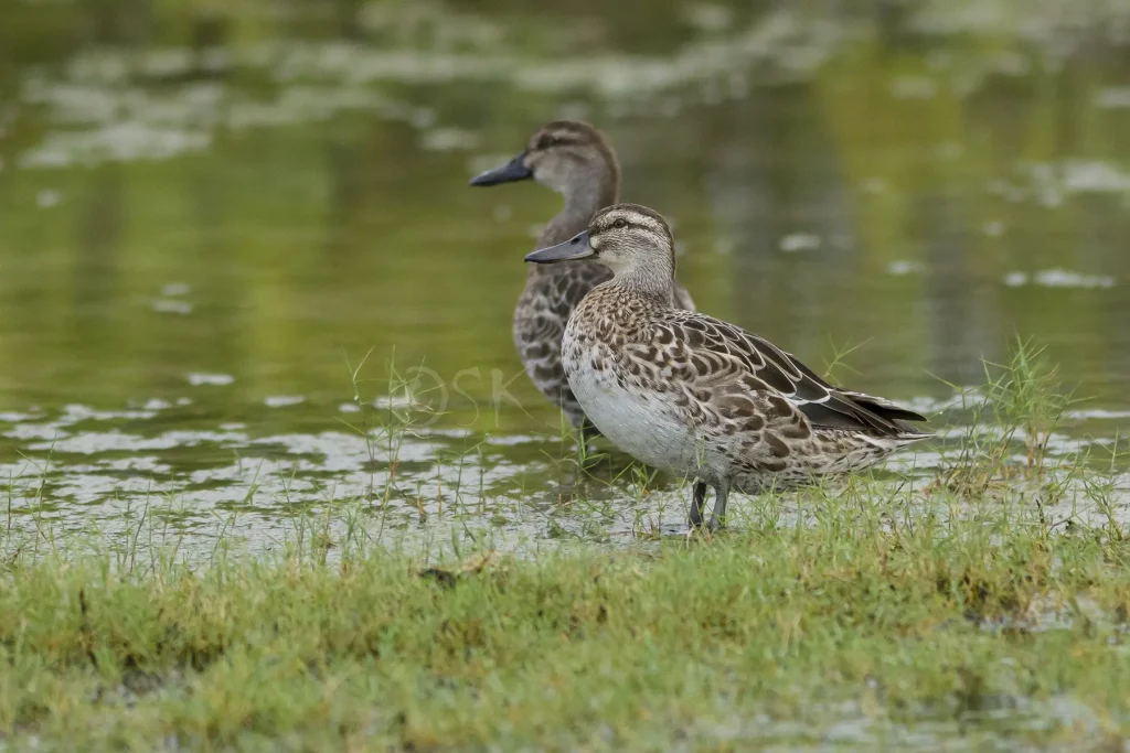 mannar birds watching sri lanka