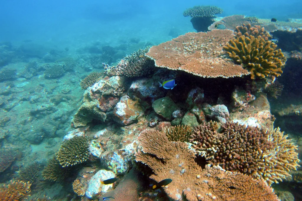 passikudah coral reef sri lanka