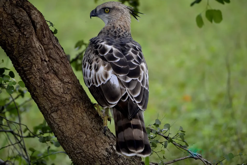 udawalawe bird watching sri lanka