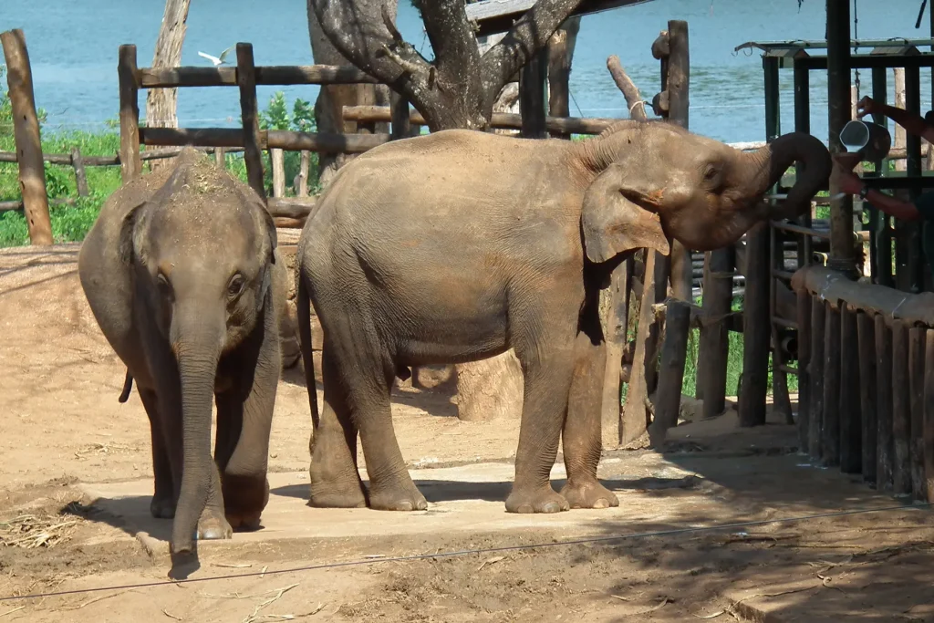 udawalawe elephant transit home sri lanka