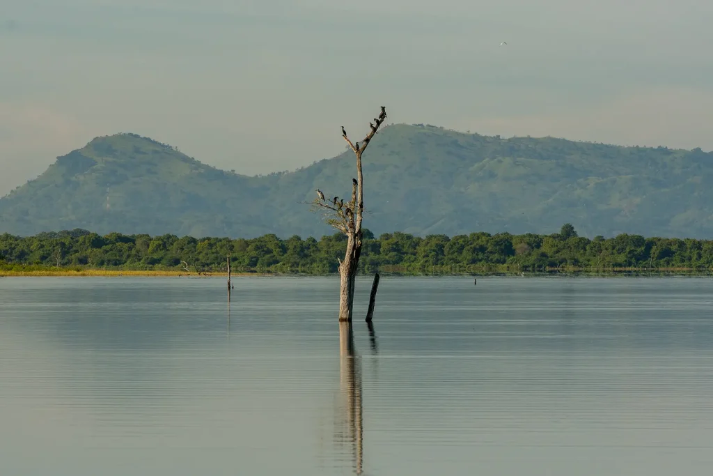 udawalawe reservoir sri lanka