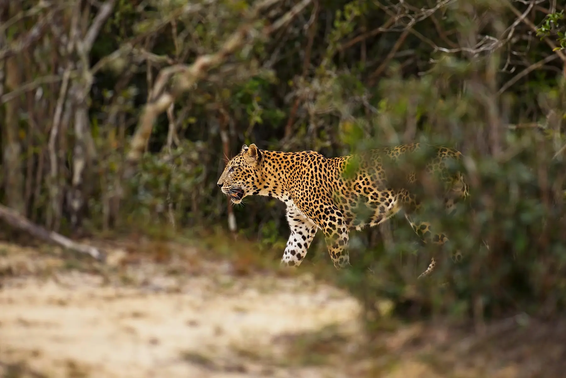 yala national park leopard sri lanka