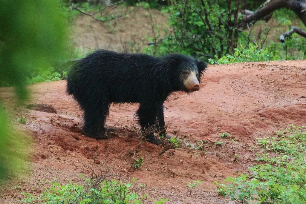 yala national park sloth bear sri lanka